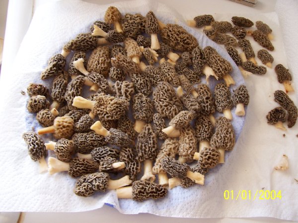 Morels from central IN