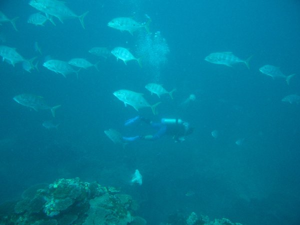 One of our divers doing a fish transect.  These are golden trevally
