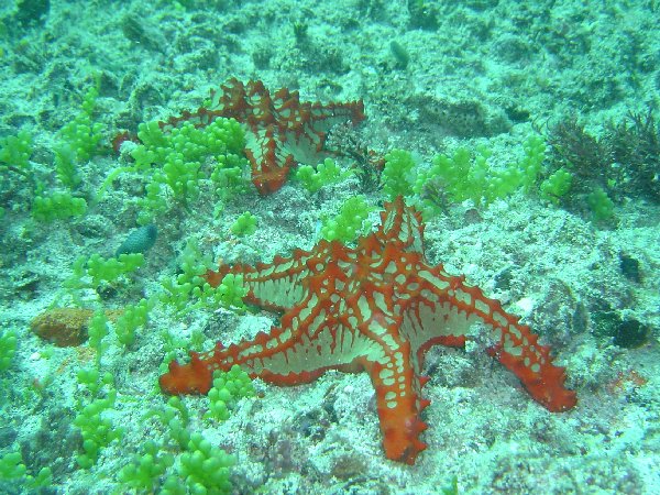 cool starfish of course