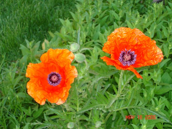 We came home and the Poppies were in bloom!  Now its in the 90's.  Summer is here!