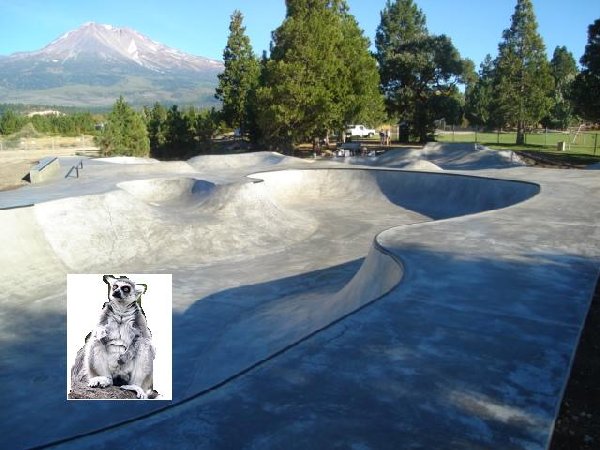 weed9kk2.jpg (57.79 KiB) Viewed 1595 times I THINK IT'S A RING TAIL