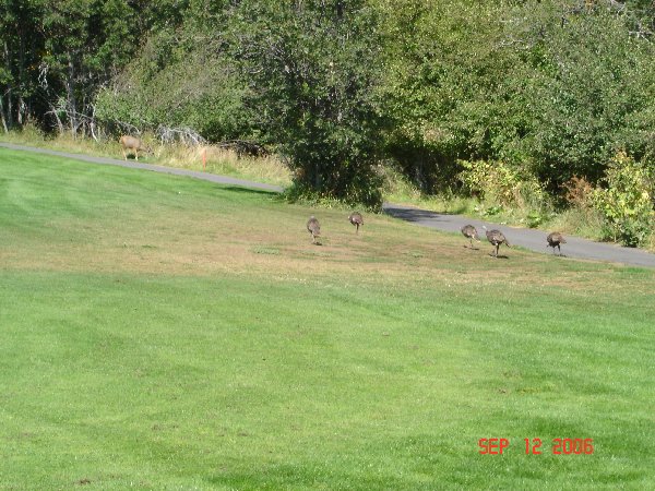 We weren't the only turkeys on the course at Wasatch!