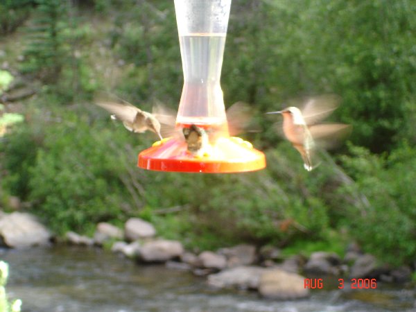 Whenever we camp we hang up our feeder and enjoy the hummingbirds.  Usually there is a flock of them fighting about who gets to feed.