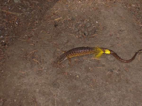 Deirdre caught a lizard