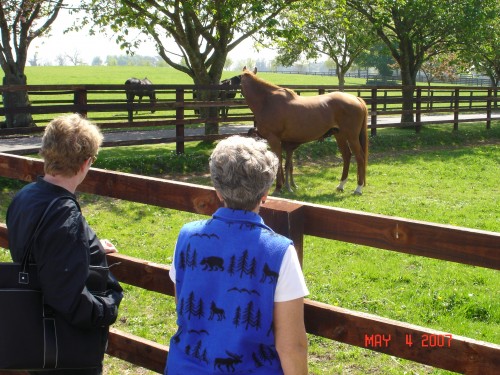 We visited the National Stud near Kildare, and learnd more about the care, feeding, and breeding of race horces than we thought we wanted to know, but it was very interesting, and a recommended stop on our list now!