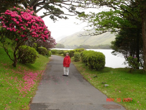 The rhododendrons were madly blooming all over Connemarra!